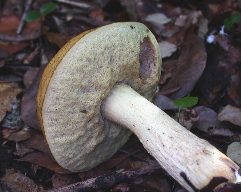 Escursione autunnale in Corsica - 3